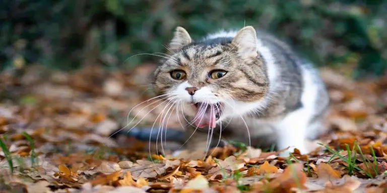 cat-throwing-up-clear-liquid-poultry-care-sunday