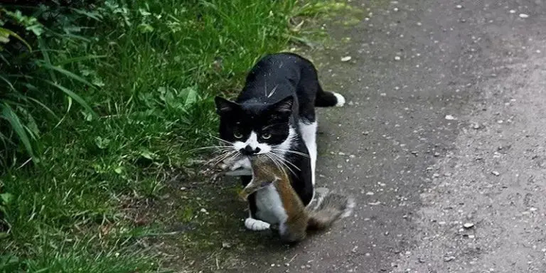 Do Cats Eat Squirrels?