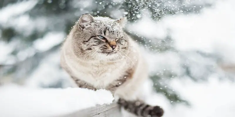 Do Cats Like Cold Weather