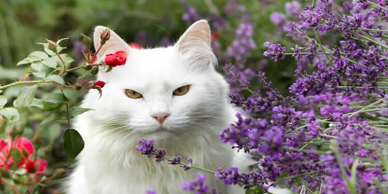 Do Cats Like Lavender