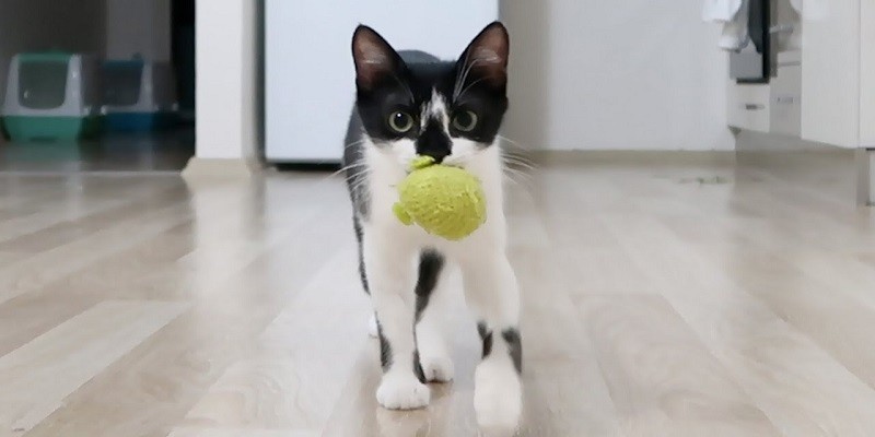 Do Cats Play Fetch