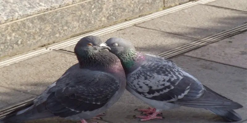 Do Pigeons Have Feelings