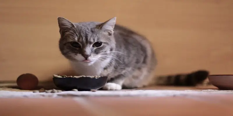 How Long Can A Cat Live Without Food