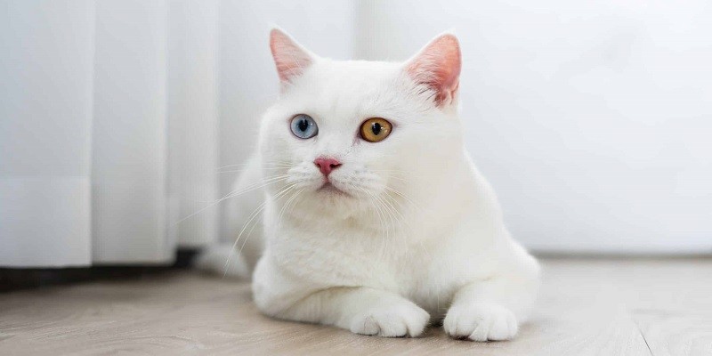 How Rare Are White Cats