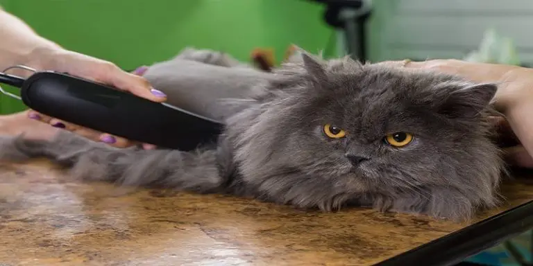 how-to-shave-a-long-haired-cat