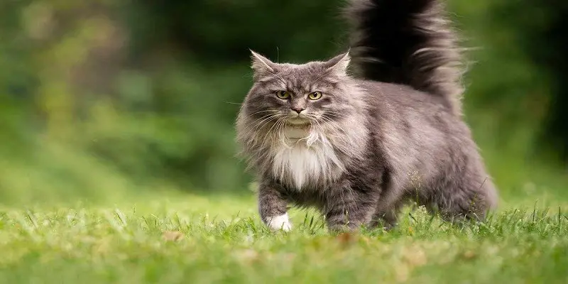 Maine Coon Cat Personality