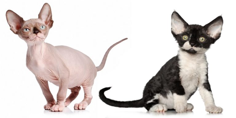 Peterbald Vs Sphynx Cats? | Poultry Care Sunday