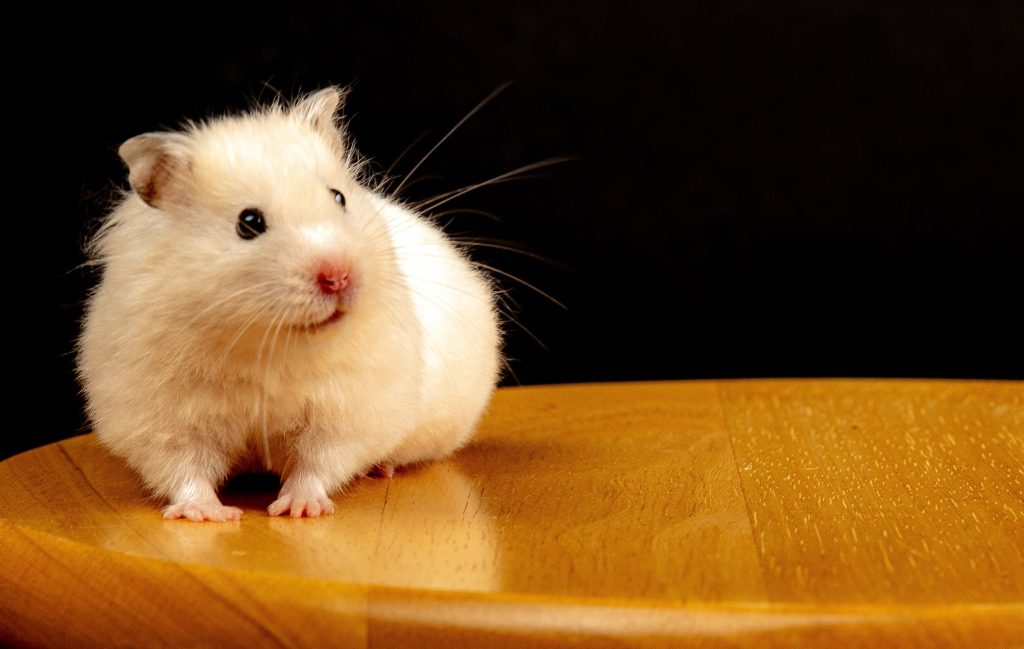 Ways to Look After Your Pet Hamster