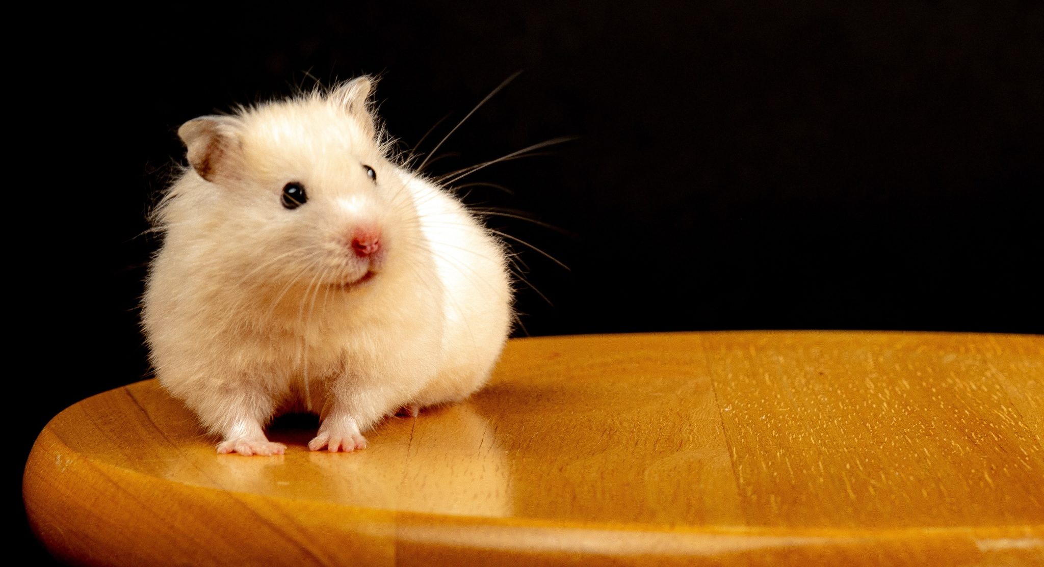 5 Ways to Look After Your Pet Hamster