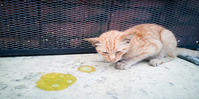 What Does Orange Cat Vomit Mean