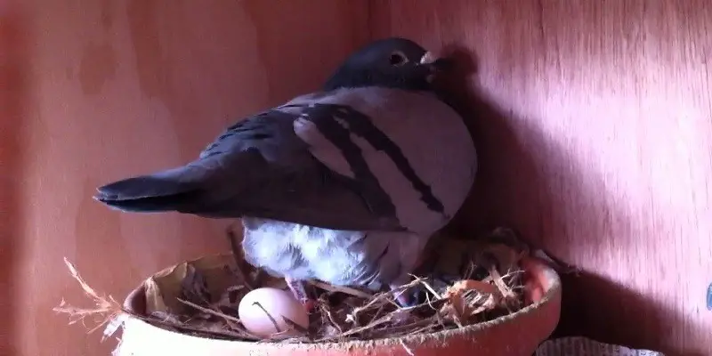 What To Do When Pigeons Lay Eggs