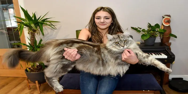 Why Are Maine Coon Cats So Big