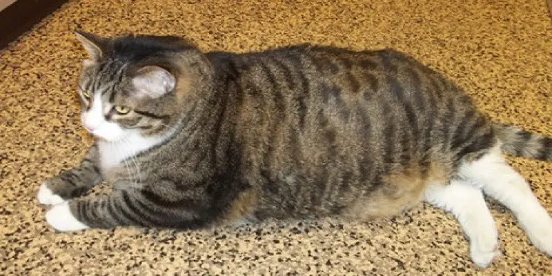 Why Are Tabby Cats Fat