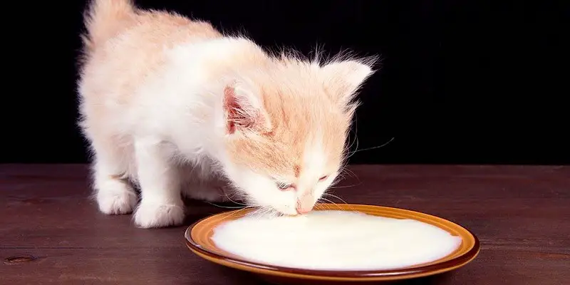 Why Do Cats Like Milk