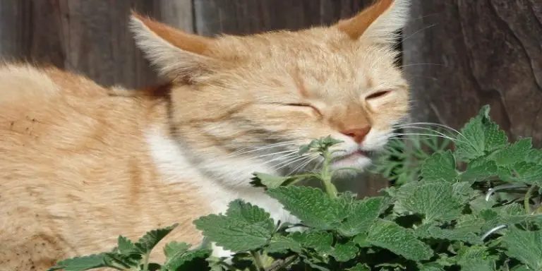 why-do-cats-like-mint