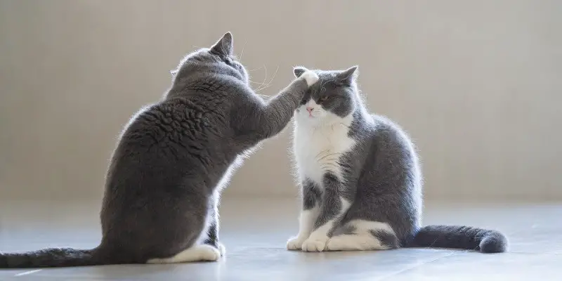 Why Do Cats Slap Each Other