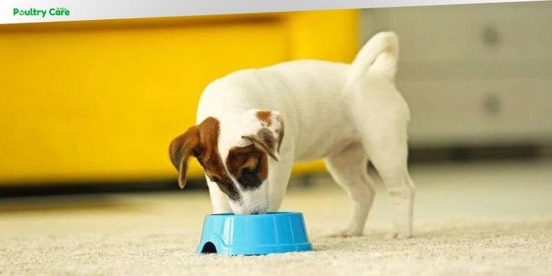 how to train a dog that is not food motivated