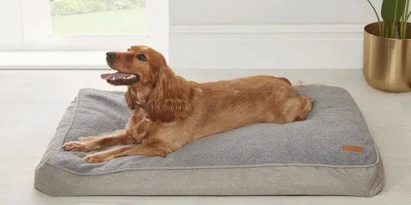 How Many Dog Beds Should a Dog Have