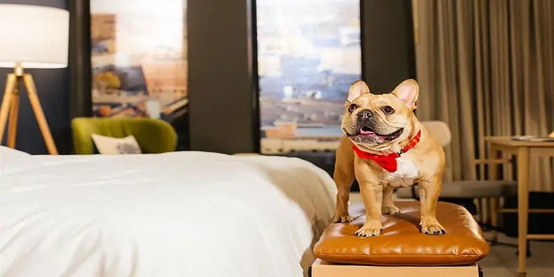 Top Tips For Choosing a Pet-Friendly Hotel While Traveling With Your Dog