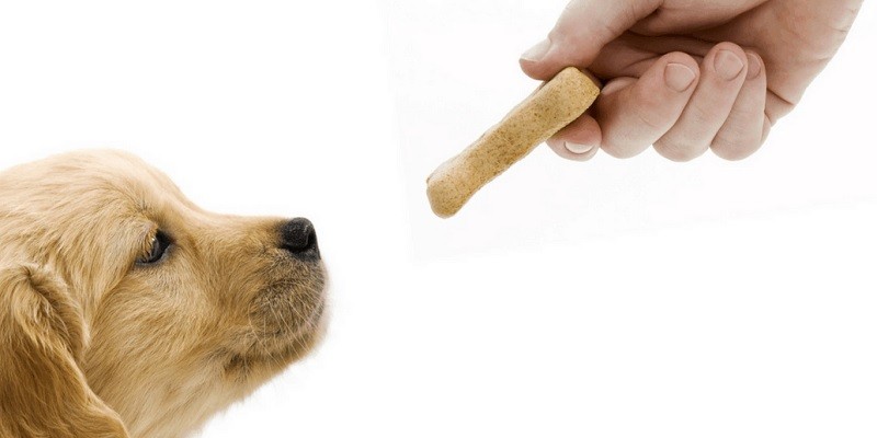 Explore an Exciting Array Of Dog Treats