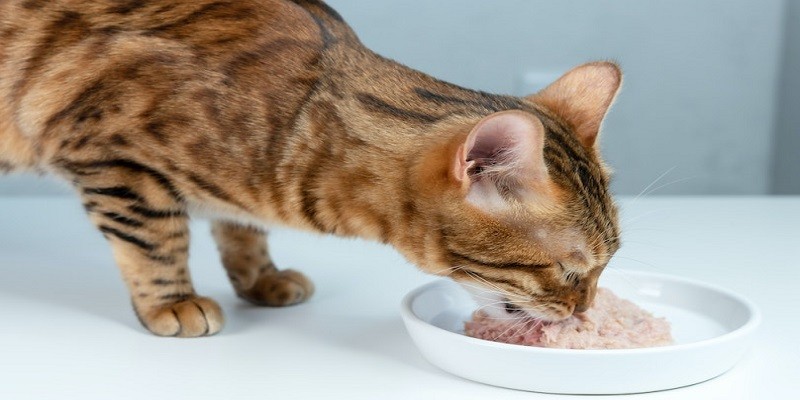 Species-appropriate wet food for kittens