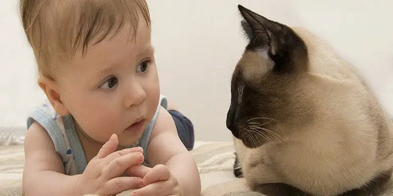 Are Siamese Cats Are Good With Babies