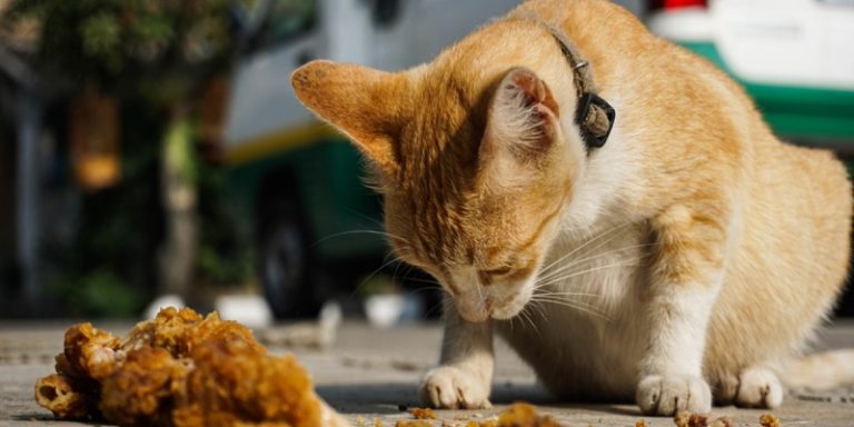 can-cats-eat-fried-chicken