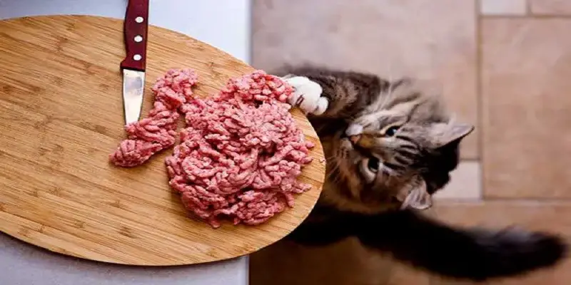 Can Cats Eat Ground Beef