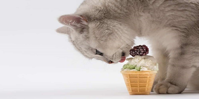 Can Cats Eat Ice Cream