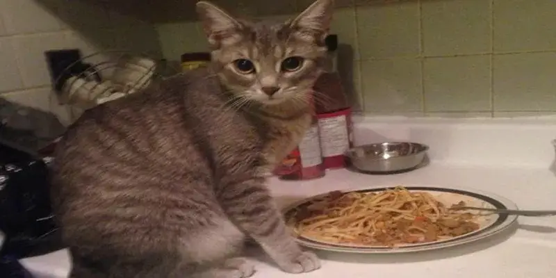 Can Cats Eat Noodles