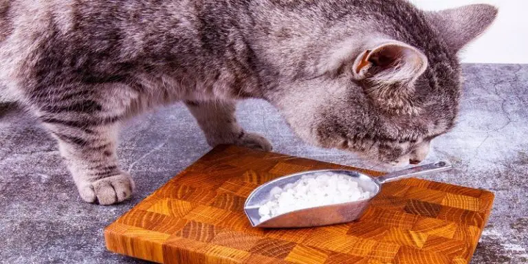 Can Cats Eat Salt?