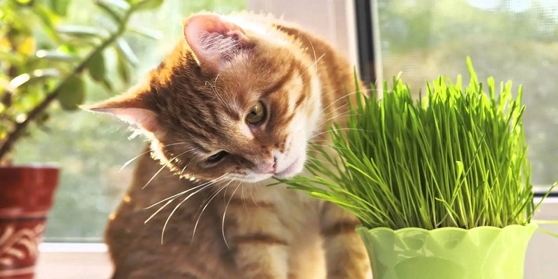 Can Cats Eat Wheatgrass