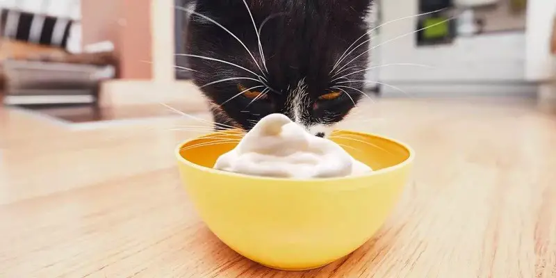Can Cats Have Mayo