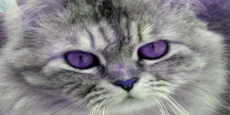 can-cats-have-purple-eyes-poultry-care-sunday