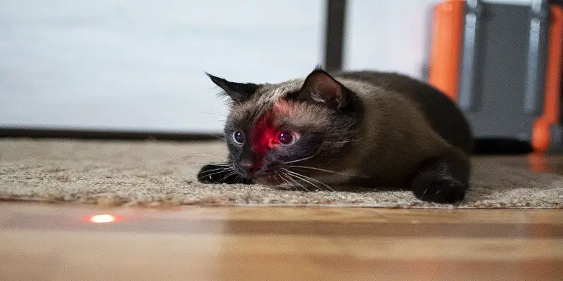 Can Cats See Green Lasers