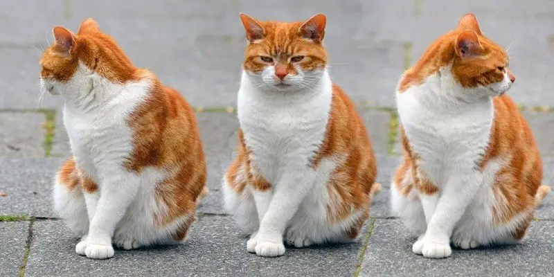 Can Orange Cats Turn White