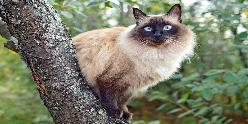 Can Siamese Cats Have Long Hair