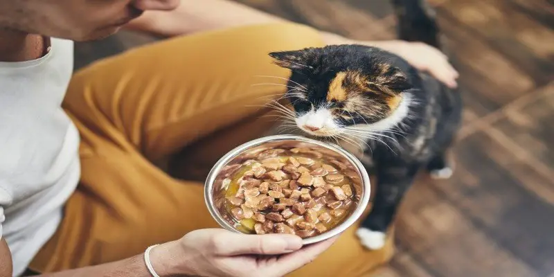 Do Antibiotics Increase Appetite In Cats