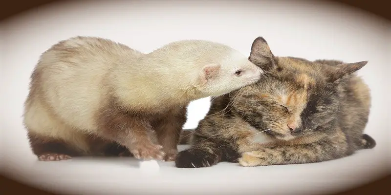 Do Cats And Ferrets Get Along