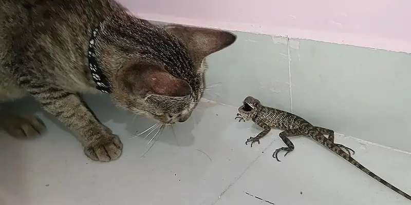 Do Cats Eat Lizards