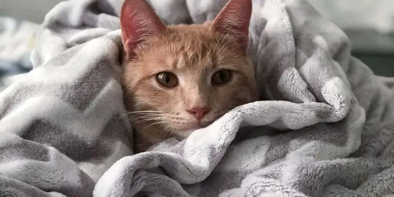Do Cats Like Blankets