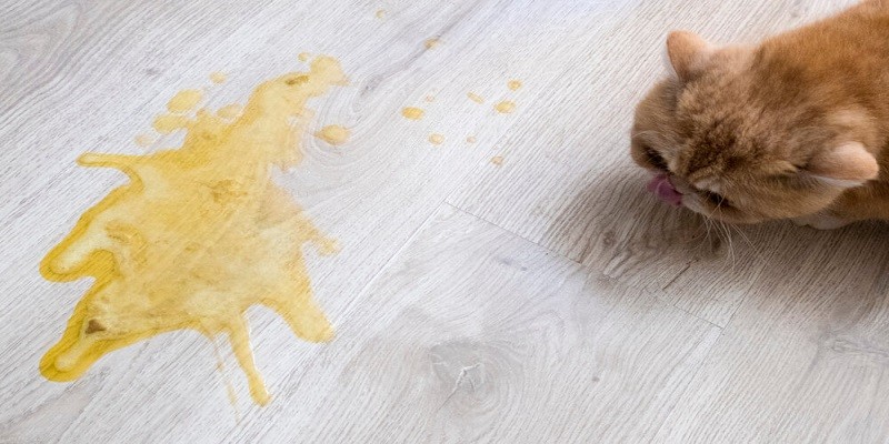 Home Remedies For Cat Vomiting