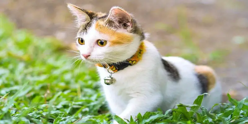 How Much Do Calico Cats Cost