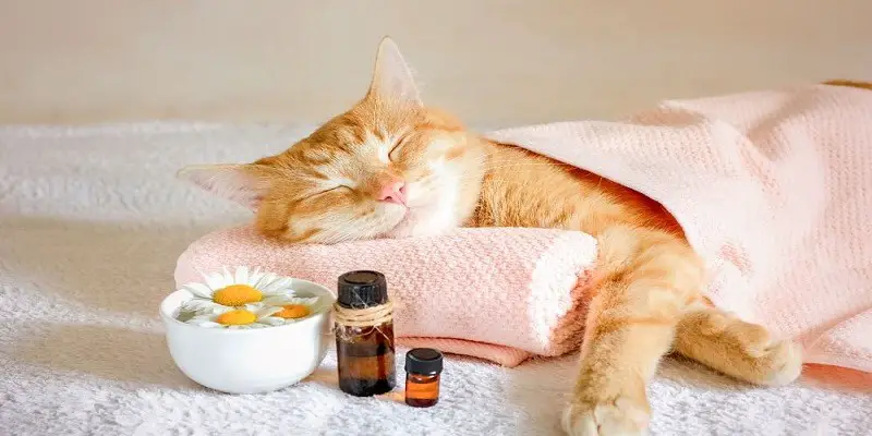 Is Patchouli Oil Safe For Cats