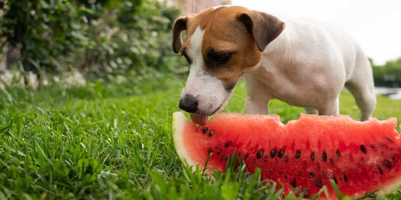 Is Watermelon Safe for Dogs to Eat