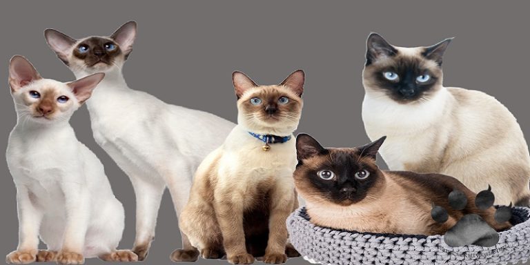 Types Of Siamese Cats?