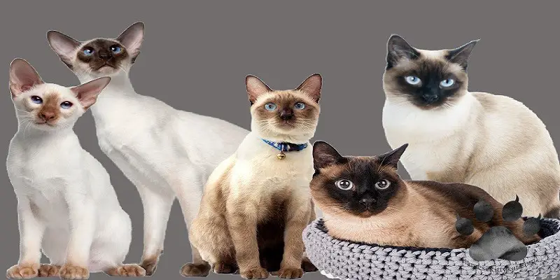 Types Of Siamese Cats