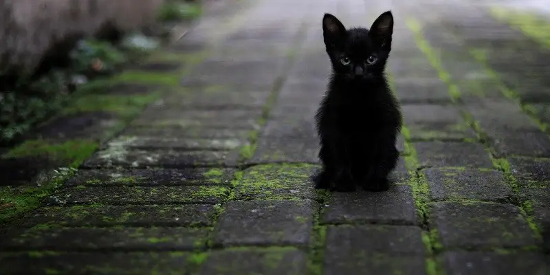 What Does A Black Cat Symbolize
