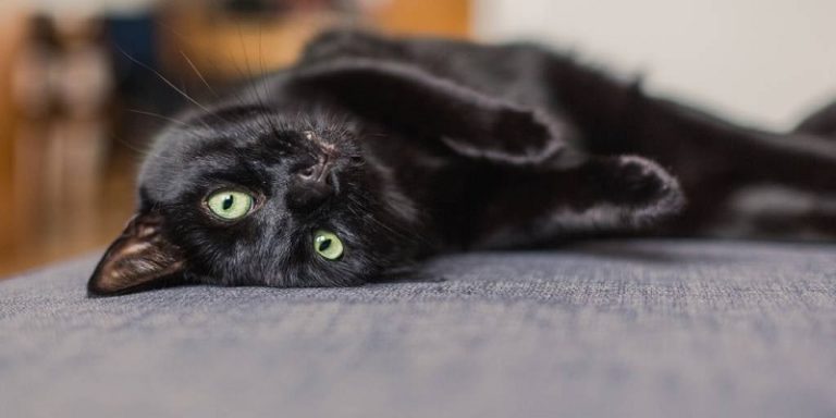 black-spot-on-my-cat-s-nose-i-don-t-know-what-it-is-thecatsite