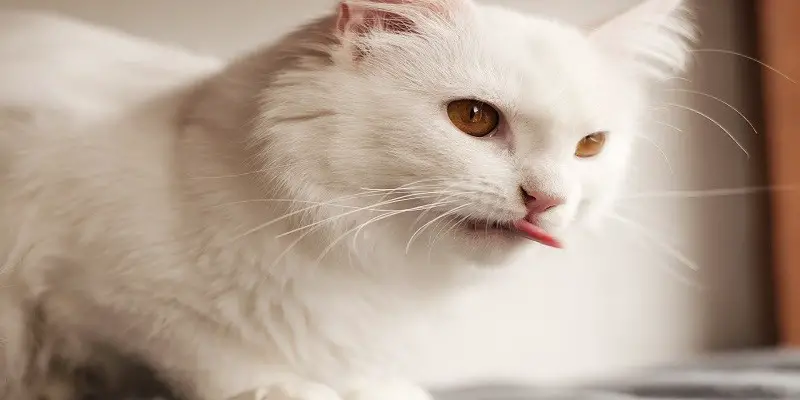 Why Do Cats Blep